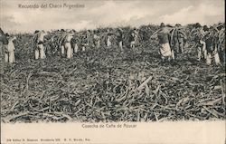 Recuerdo del Chaco Argentino Postcard