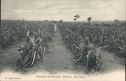 Pineapple Plantation, State of São Paulo Boituva, Brazil Postcard Postcard Postcard