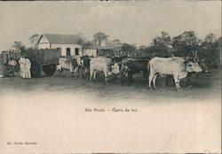 Ox Cart São Paulo, Brazil Postcard Postcard Postcard