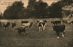 Dairy Herd Monroe, WA Postcard Postcard Postcard