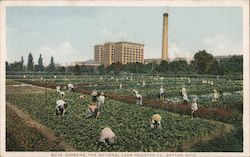 Boys' Gardens, The National Cash Register Company Postcard