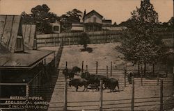 Buffalo House, Zoological Garden Postcard
