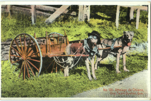 Dog Team Quebec PQ Canada
