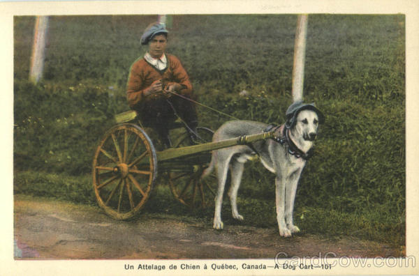 A Dog Cart PQ Canada Quebec