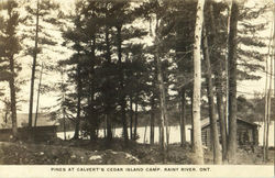 Pines At Calvert's Cedar Island Camp, Rainy River Postcard