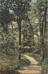 Pathway On Mount Royal Postcard