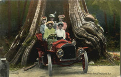 Autobia In The Big Cedar, Stanley Park Vancouver, BC Canada British Columbia Postcard Postcard