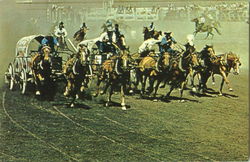 Chuckwagon Races Calgary, AB Canada Alberta Postcard Postcard