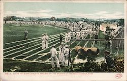 Evan’s Field-The Athletic Grounds of the Atlantic Fleet Postcard