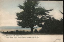 Whittier Pine - Center Harbor Shore, Asquam Lake New Hampshire Postcard Postcard Postcard