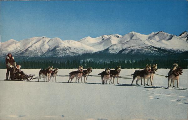 Husky Dog Team Alaska