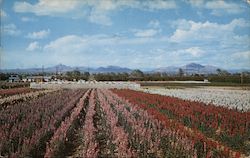 Japanese Flower Gardens Phoenix, AZ Postcard Postcard Postcard