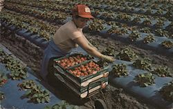 The World's Winter Strawberry Capital Plant City, FL Postcard Postcard Postcard