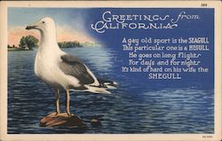 Seagull / Shegull Greetings from California Postcard