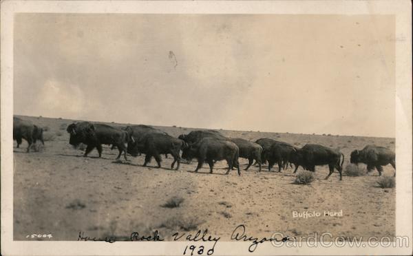 1930 Herd of Buffalo, House Rock Valley Arizona