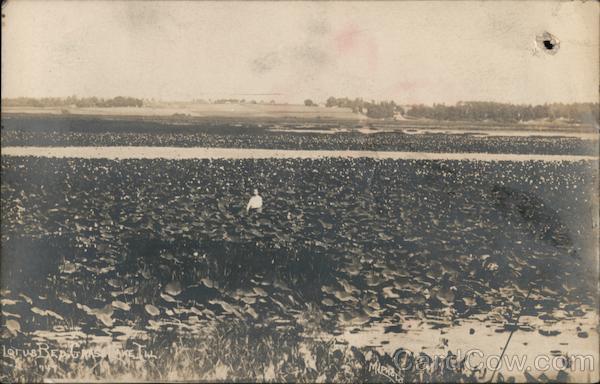 Lotus Beds Grass Lake Illinois