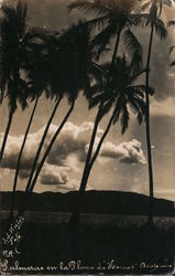 Palmeras en la Playa de Hornos Postcard