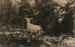 Mounted White Deer Wisconsin Postcard Postcard Postcard