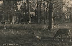 Deer Park M.A.C. Michigan Agricultural College Postcard