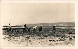Gathering Oysters Postcard
