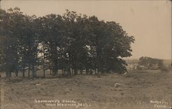 Shumway's Grove West Medway, MA Postcard Postcard Postcard