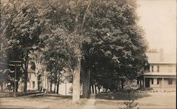 Tree-Lined Street and Houses with Sidewalk Postcard