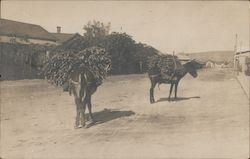 Donkey's Hauling Wood Postcard