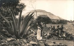 Woman Standing Alongside Maguey Plant Postcard