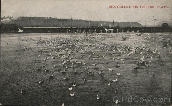 Sea Gulls Upon the tide Flats Seattle Washington