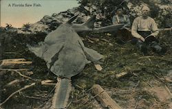 A Florida Saw Fish Postcard