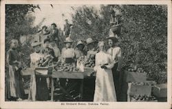 An Orchard Scene - Yakima Valley Postcard
