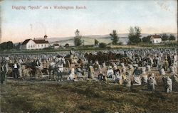 Digging Spuds on a Washington Ranch Postcard
