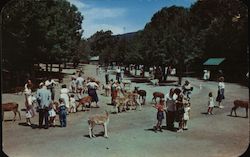 Catskill Game Farm, Inc. Postcard