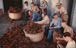 Tarpon Springs Sponge Docks Postcard