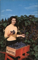 Grape Harvest Fruit Postcard Postcard Postcard