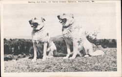Bering and Riki, Of Perry Greene Kennels Postcard