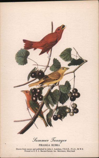 Summer Tanager John J. Audubon Birds