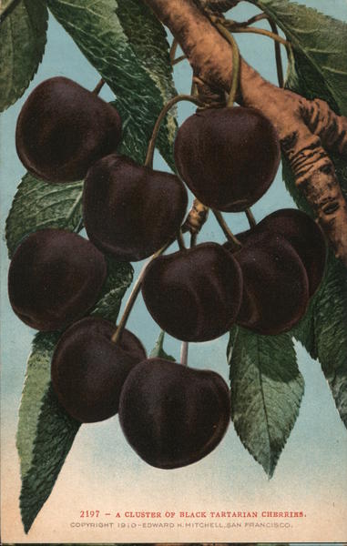A Cluster of Black Tartarian Cherries. Fruit