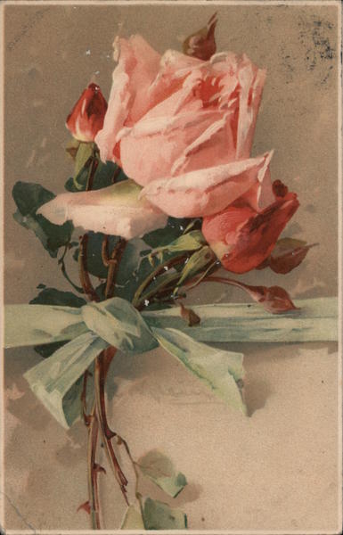 Pink Roses C. Klein Flowers