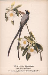Fork-Tailed Flycatcher - Muscivora Tyrannus Postcard