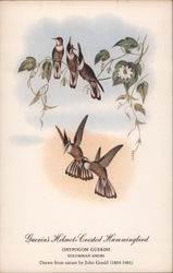 Guerin's Helmet - Crested Hummingbird Birds Postcard Postcard Postcard