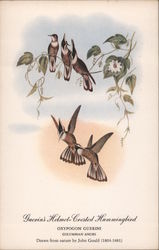 Guerin's Helmet - Crested Hummingbird Postcard