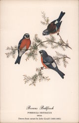 Bevans Bullfinch Birds Postcard Postcard Postcard