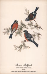 Bevans Bullfinch Postcard