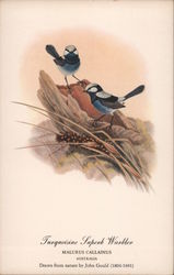 Turquoisine Superb Warbler Birds Postcard Postcard Postcard