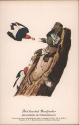 Red Headed Woodpecker Postcard