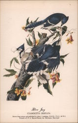 Blue Jay - Cyancotta Cristata Postcard