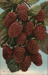 Logan Berries Postcard