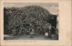 Pioneer Rose Tree Santa Ana, CA Postcard Postcard Postcard