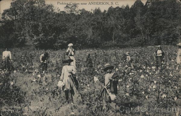 Picking Cotton near Anderson, S.C. South Carolina